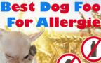 Best Dog Food For Allergies: The Guide To Finding The Non-allergenic Causing Food