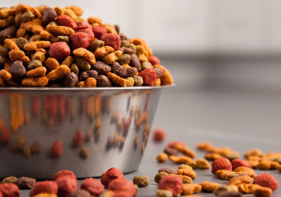 how much protein should there be in dog food